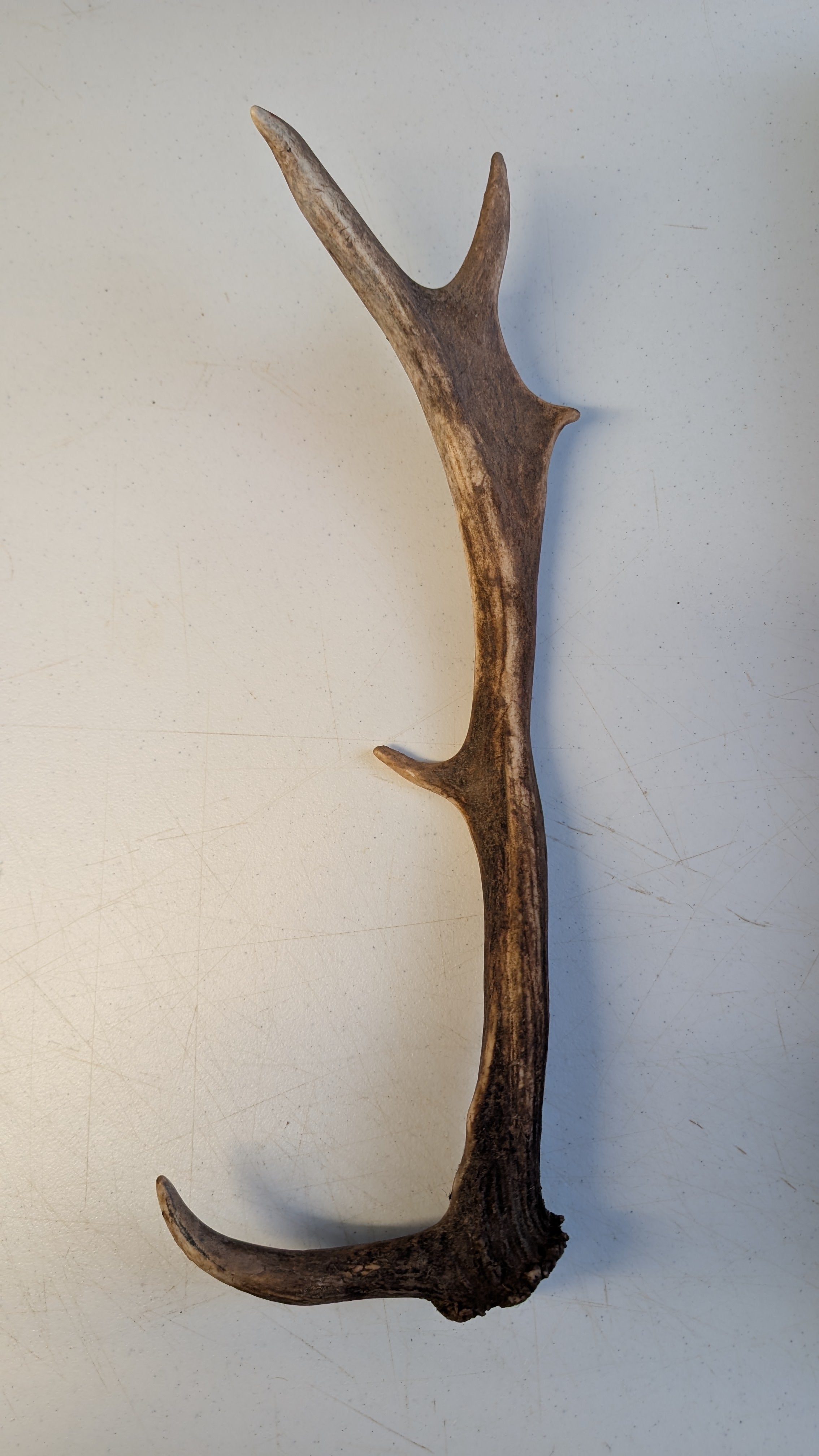 Fallow Deer Antlers
