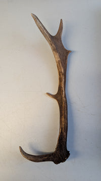 Fallow Deer Antlers