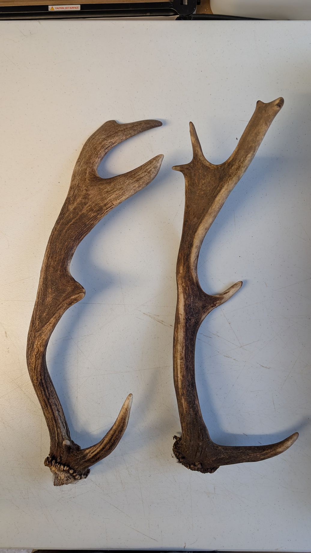 Fallow Deer Antlers