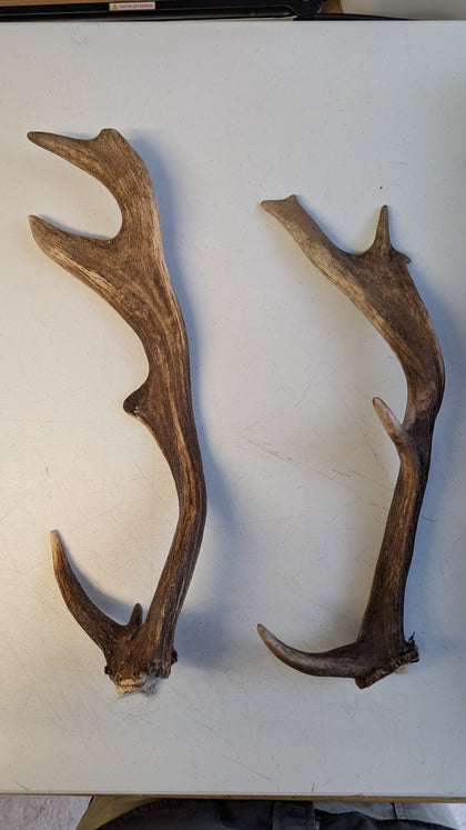 Fallow Deer Antlers