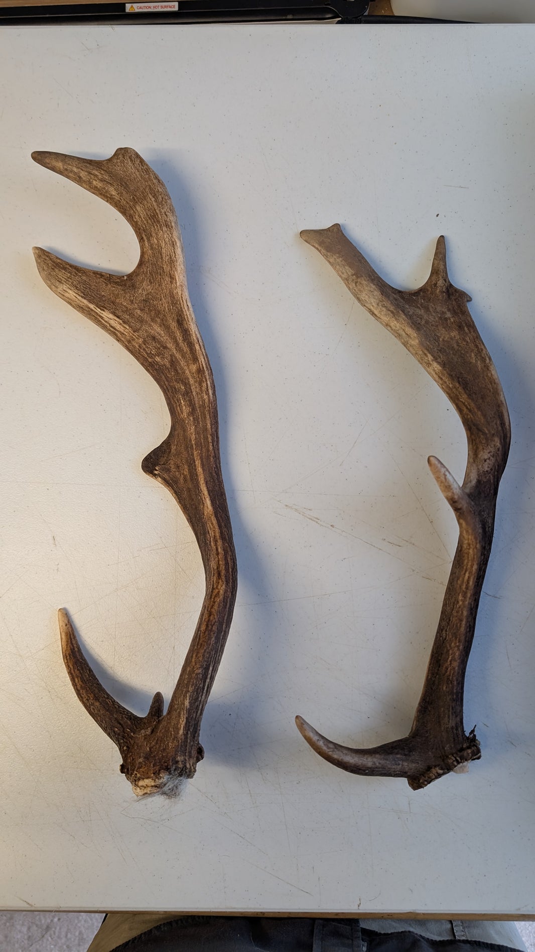Fallow Deer Antlers