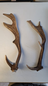 Fallow Deer Antlers